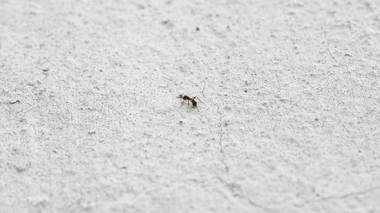 什么叫蚂蚁金服概念?插图1