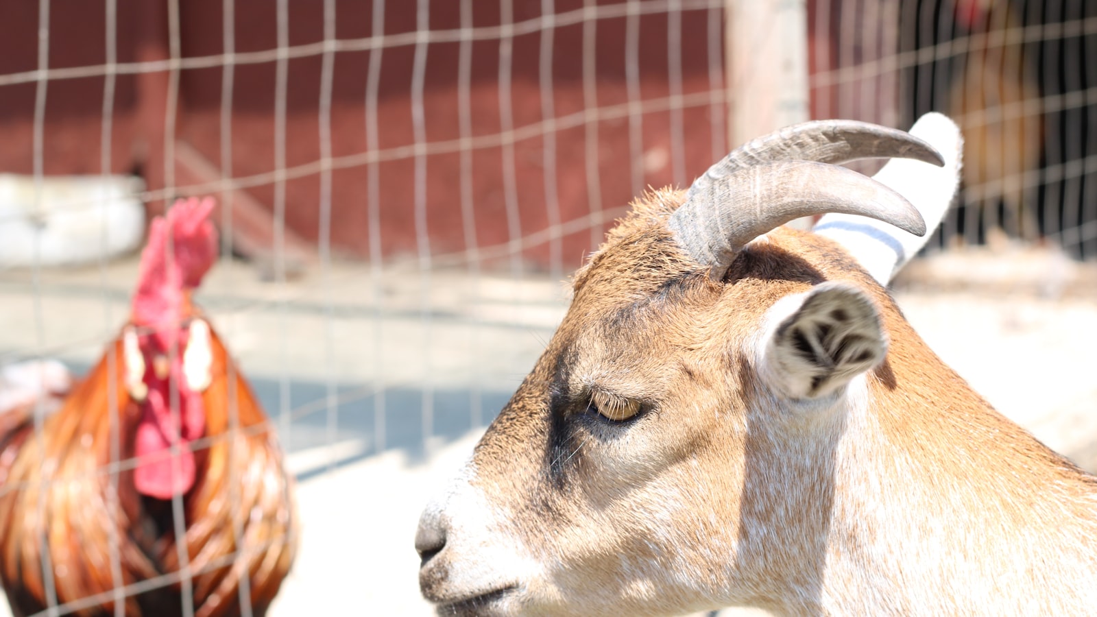 21 Hilarious Animal Farm Puns - Punstoppable 🛑