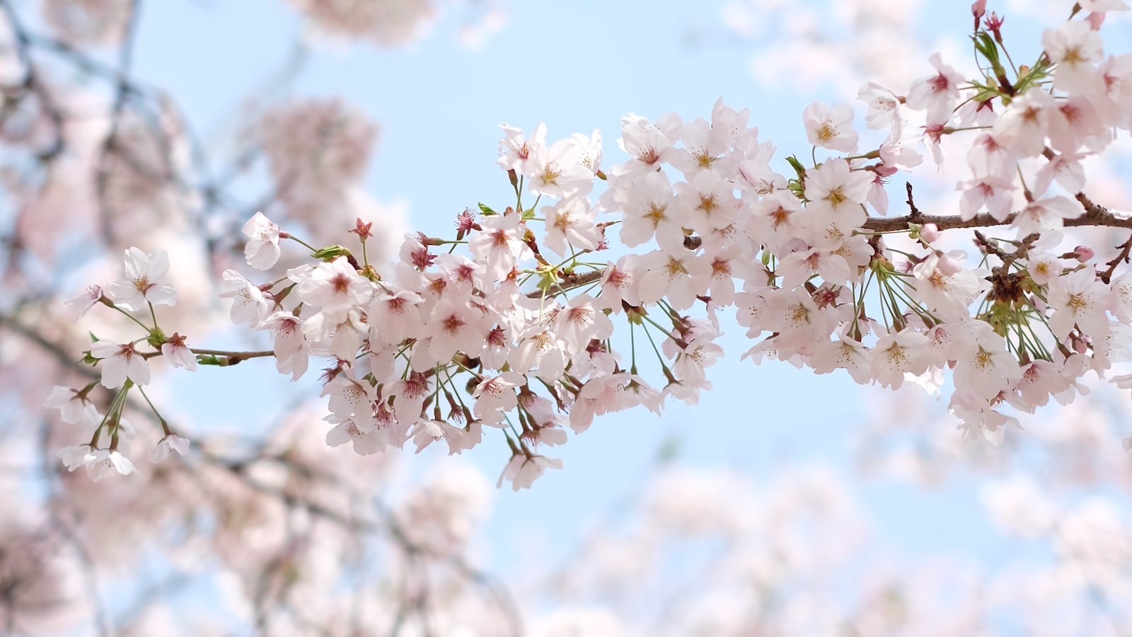 jinhae international cherry blossom festival