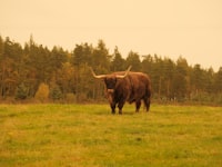 bull-calf