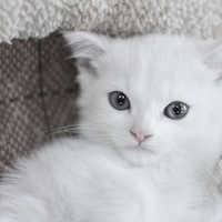 https://source.unsplash.com/200x200/daily?cute+cat
