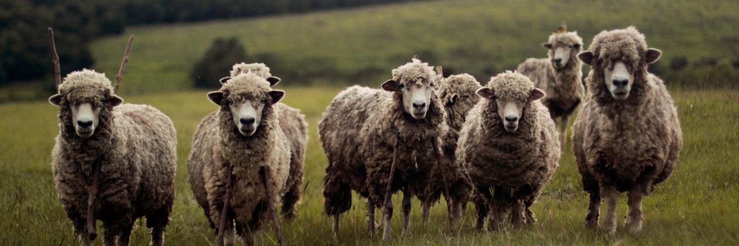 improve the focus of written communication to the sheep
