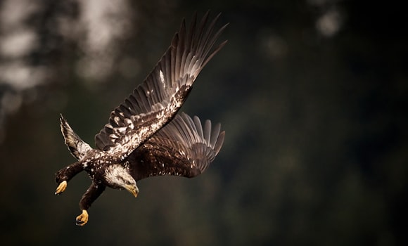 A bald eagle flying through the air with it's wings spread photo