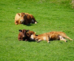 bull-calf