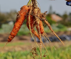 root-crop