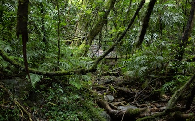 Amazon,Rainforest