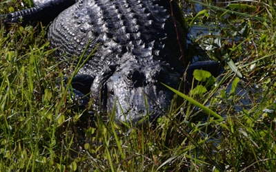 Everglades,National,Park