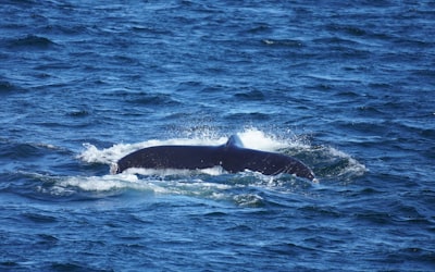 Whale,Sanctuary,of,El,Vizcaino
