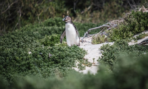 adelie penguins facts
