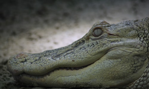 alligator bait facts