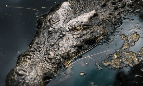 alligators crocodiles facts