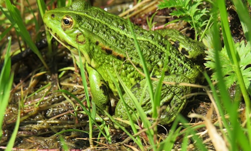 amphibians reptiles facts