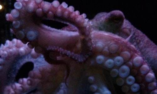 argonaut octopus facts