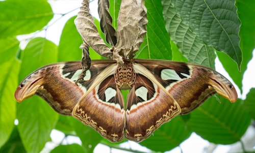 atlas moth facts