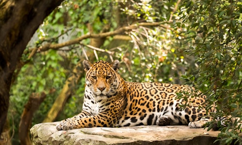 attract jaguars facts