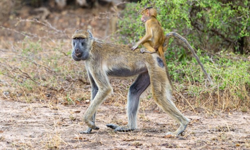 baboons kidnap facts
