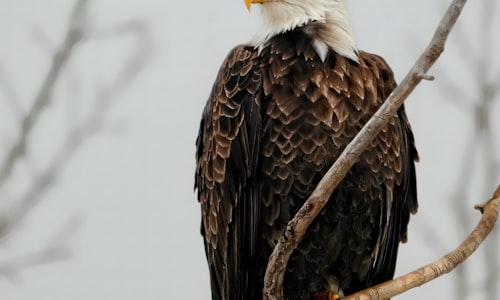 bald eagles facts
