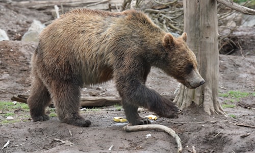 bear cub facts
