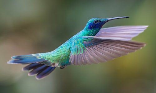 bee hummingbird facts