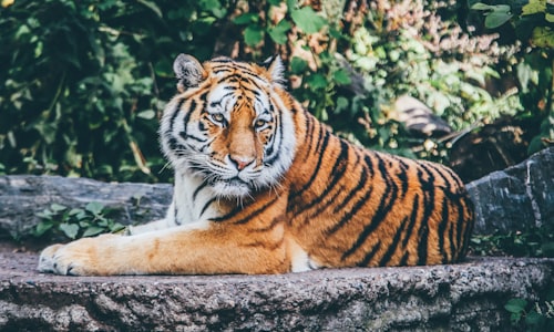 bengal tiger facts