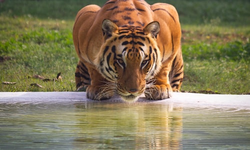 bengal tigers facts