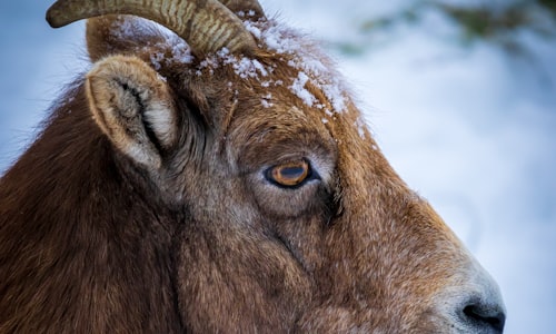 bighorn sheep facts