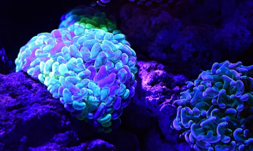 bioluminescent bacteria facts
