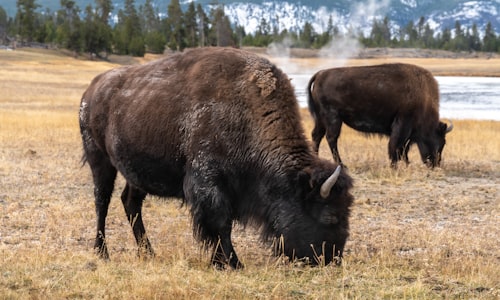 bison bison facts