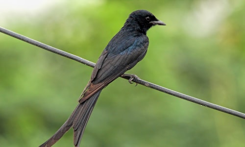 blackbird fast facts