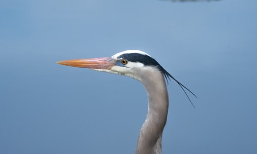 blue heron facts