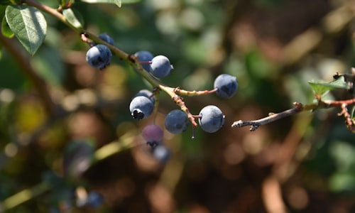 blueberries stuff facts