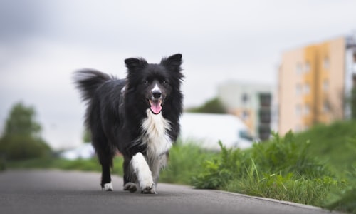 border collies facts