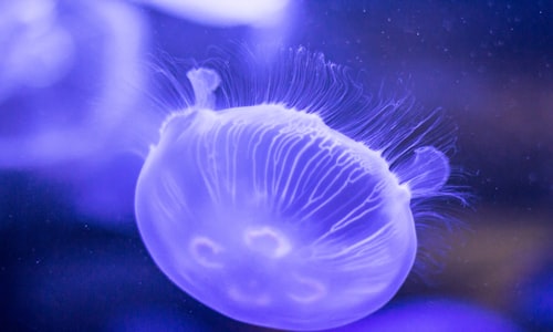 box jellyfish facts