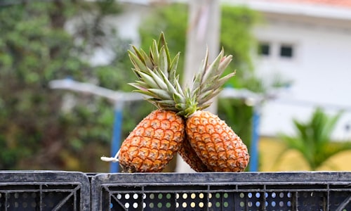 bromelain enzyme facts