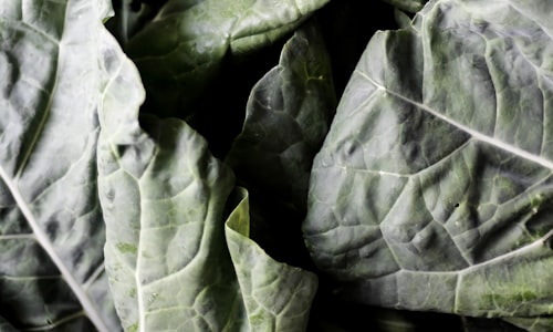 cabbage kale facts