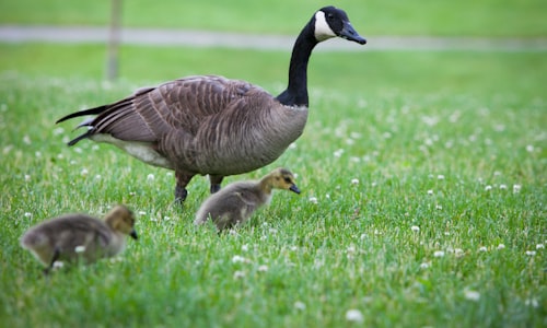 canadian geese facts