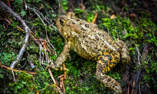 cane toad facts