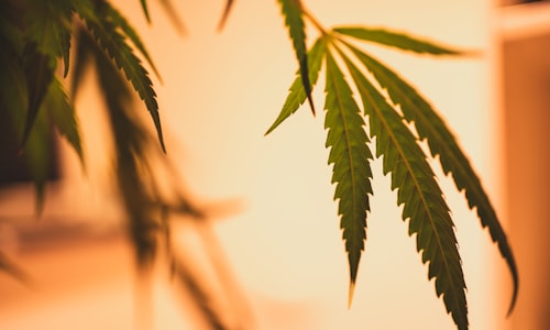 cannabis sativa facts