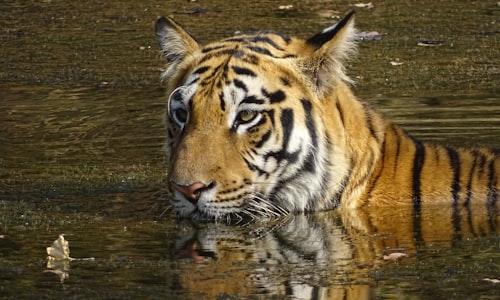 captive tigers facts