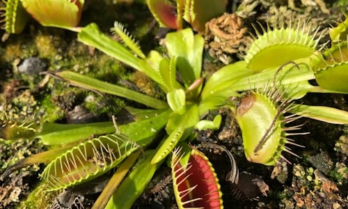 carnivorous plant facts