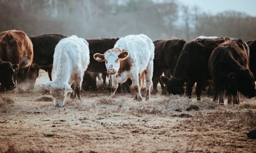 cattle ranching facts