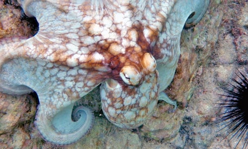 cephalopods octopus facts