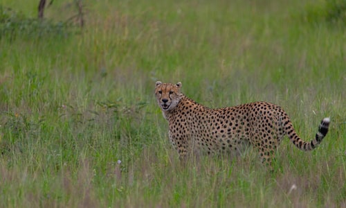 cheetahs roar facts