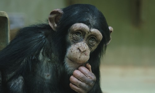chimpanzees bonobos facts