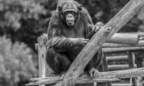 chimpanzees gombe facts