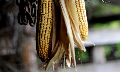 corn cobs facts