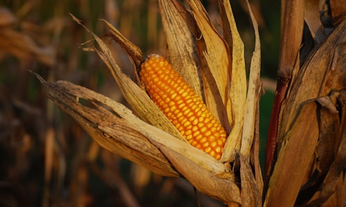 corn husks facts