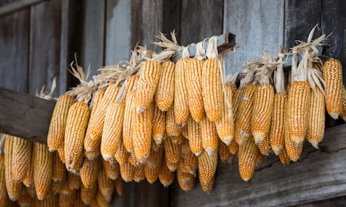 corn kernel facts