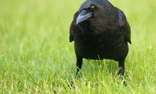 crow flies facts