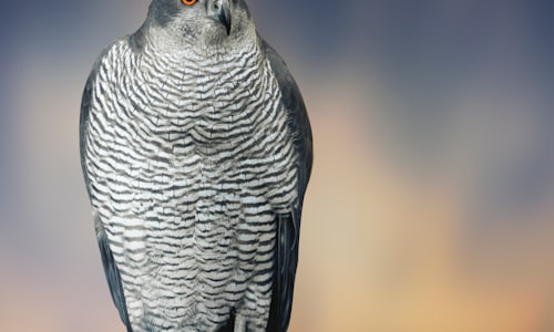 cuckoo bird facts